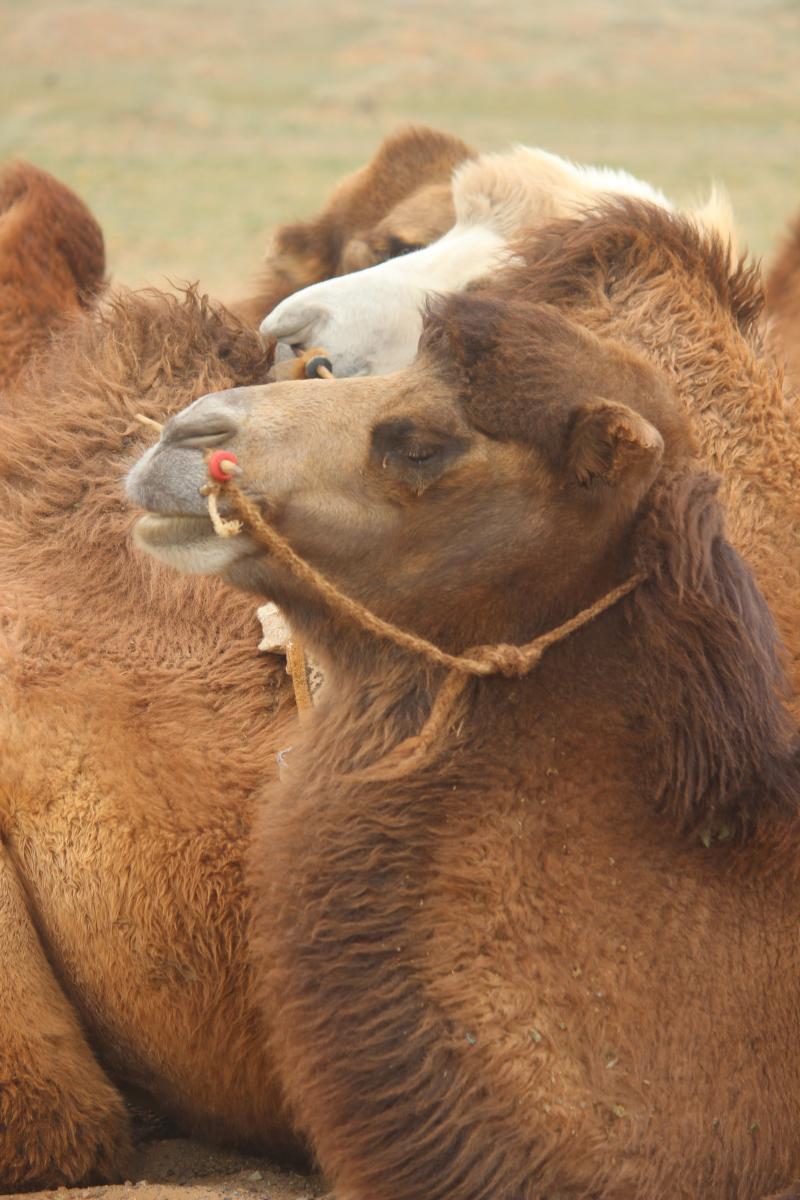 sitzende Kamele