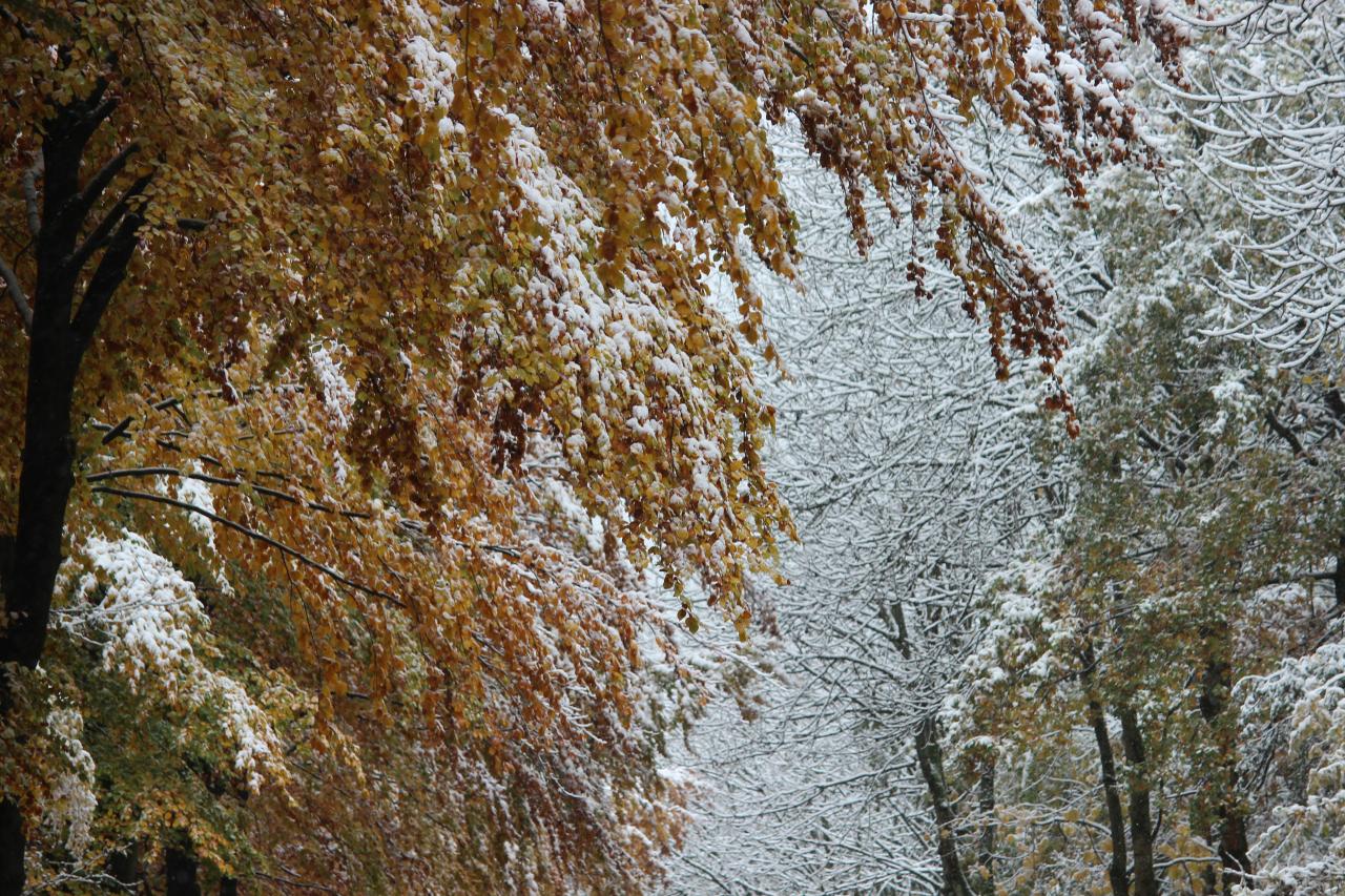 Schnee auf Bäumen