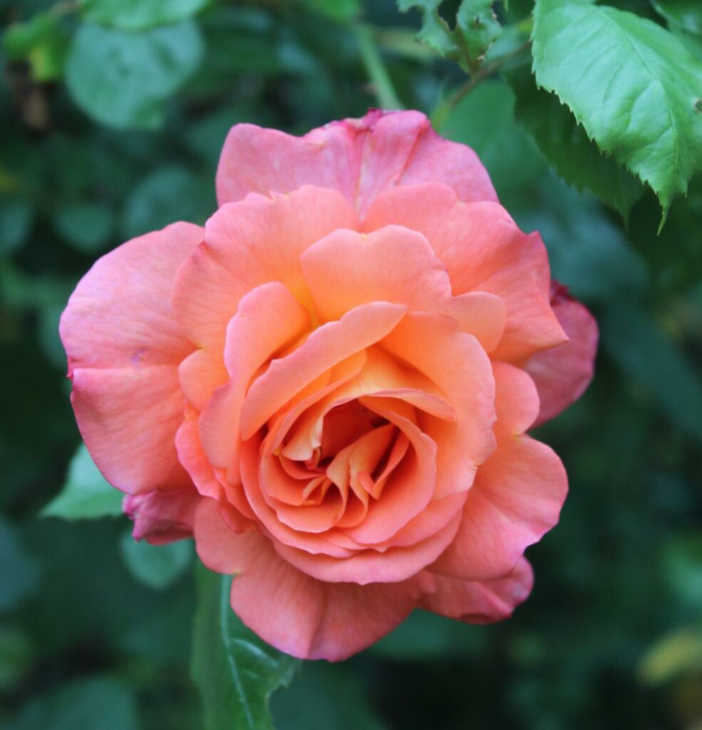Apricotfarbene Rose