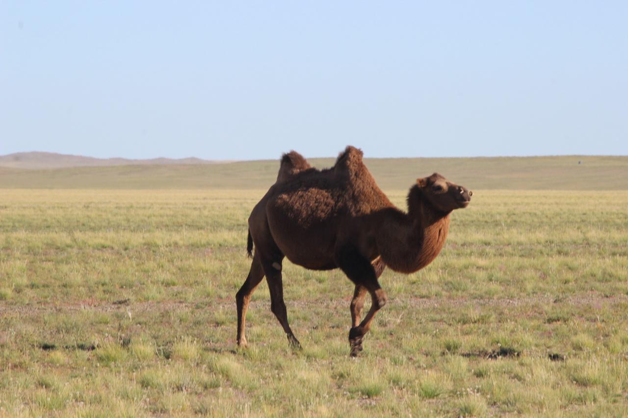 Braunes Kamel in der Gobi