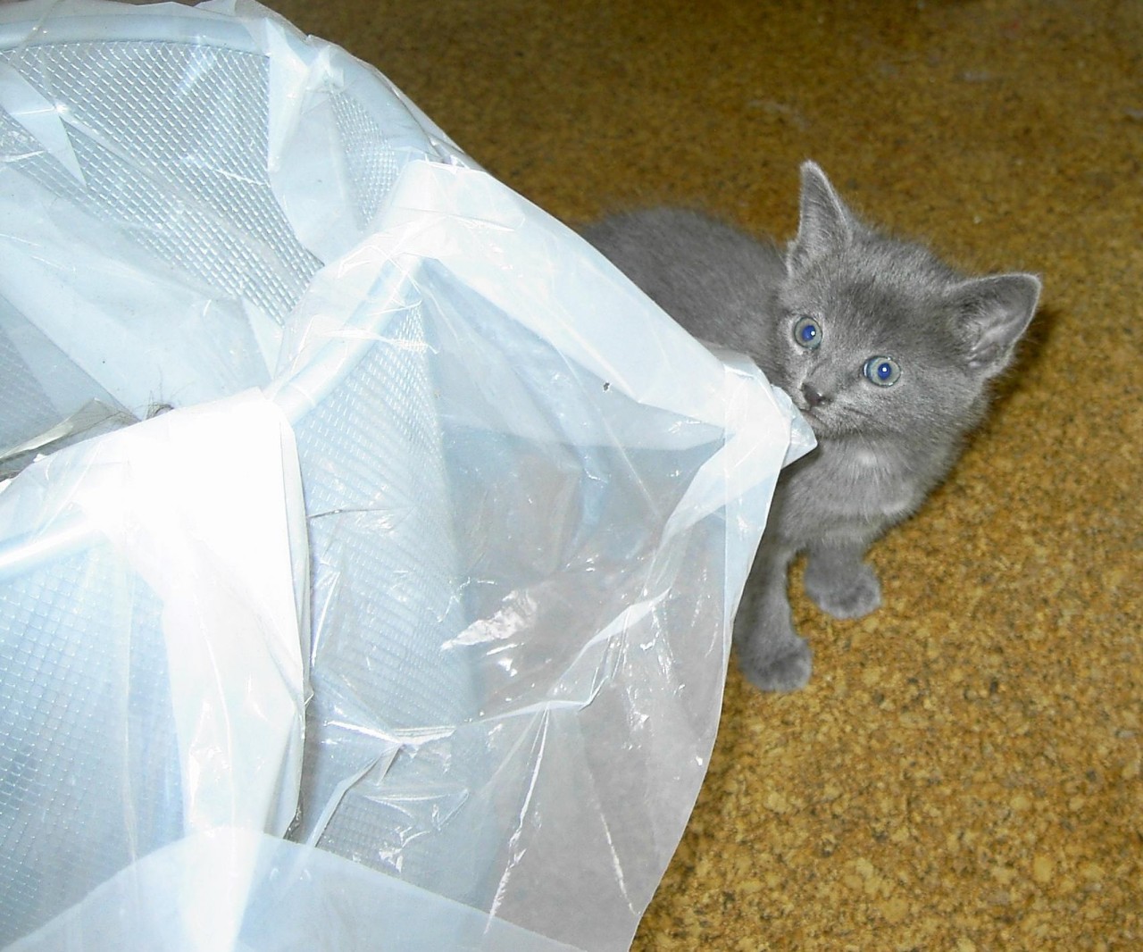 Katze beäugt Papierkorb