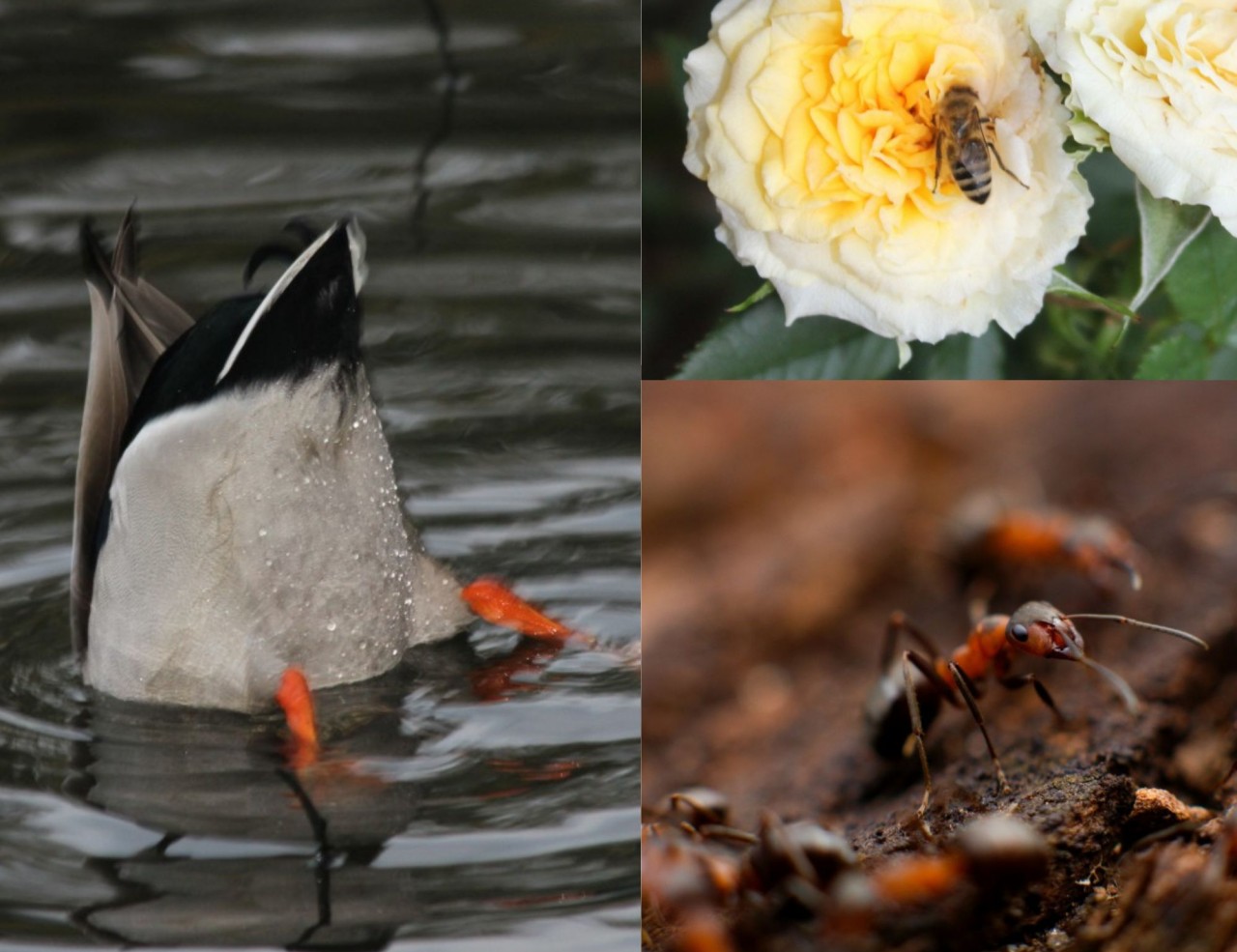 Ente kopfüber, Biene auf gelber Rose und eine Ameise