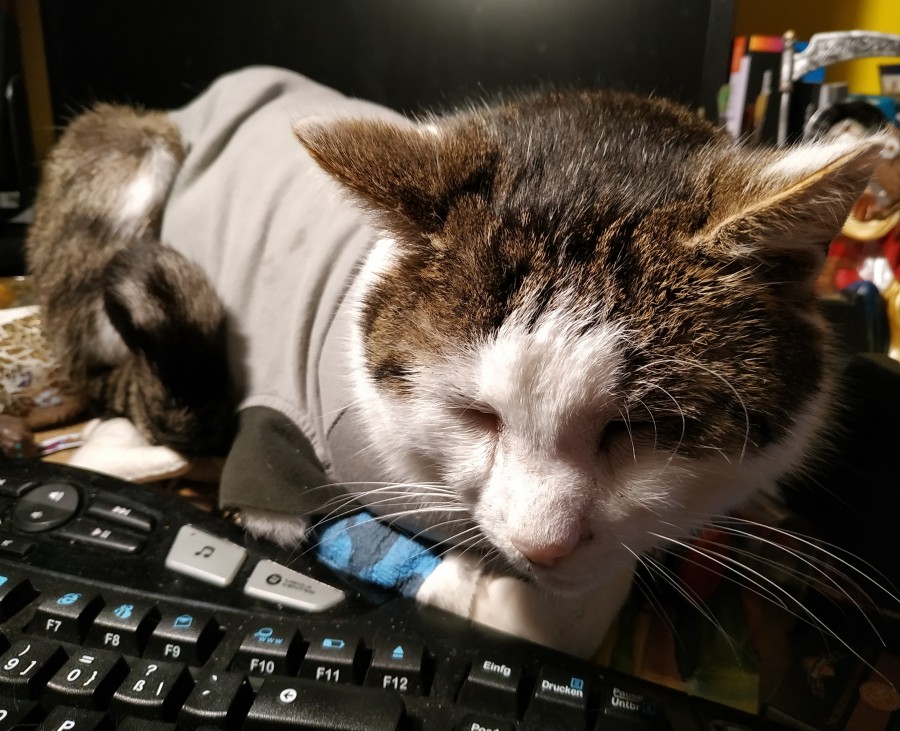 Katze im Pullover