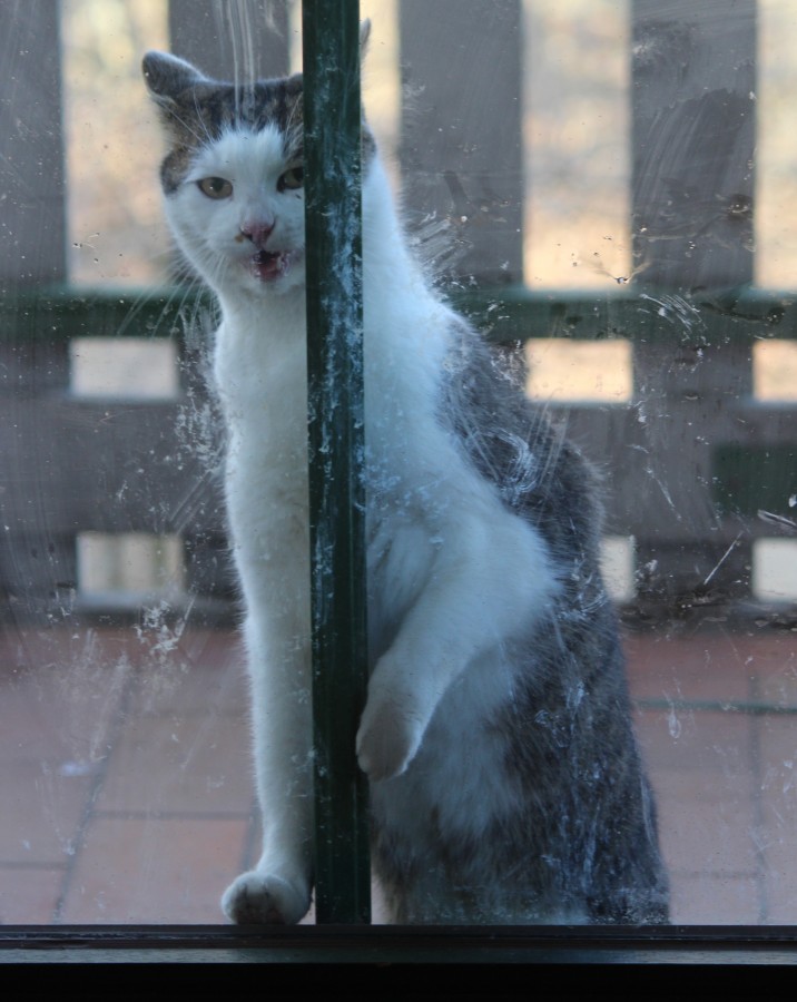 Adrian-vor-der-Tur Kater vor der Glastür