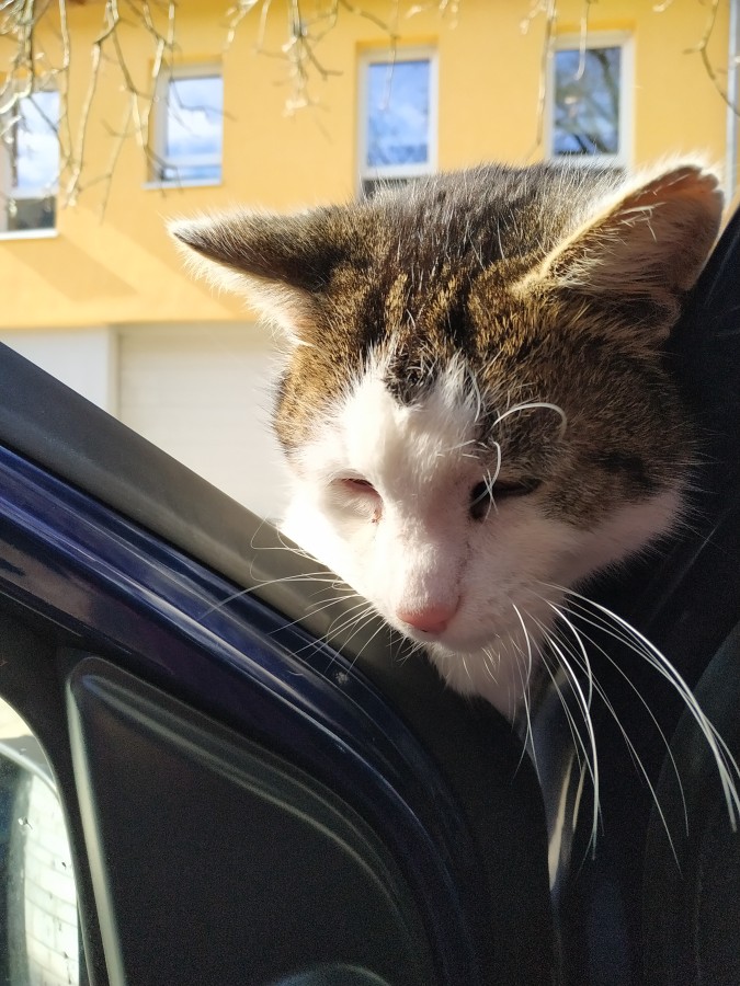 Kater steht auf Auto und schaut in die geöffnete Autotür