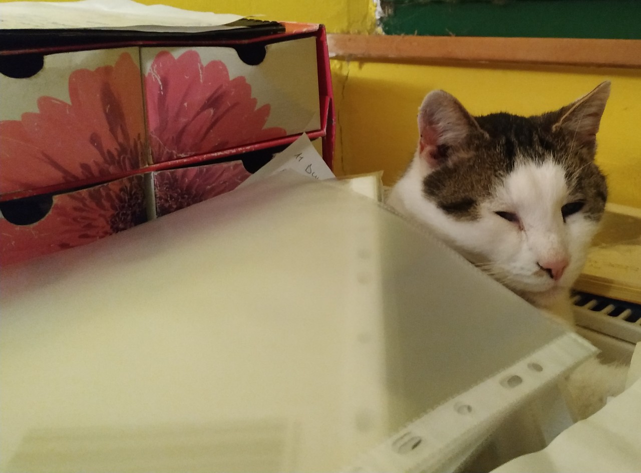 Schreibtischkater Kater unter Dokumentenhüllen