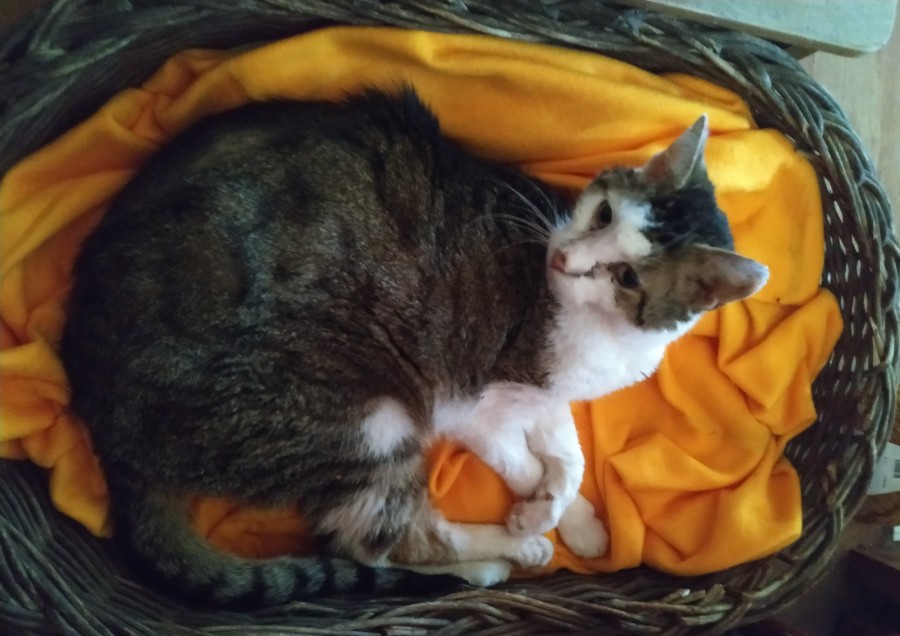 Letztes Foto Kater Adrian liegt im Korb