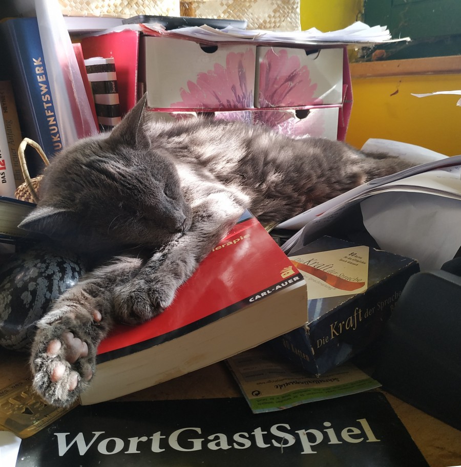 Katze auf Schreibtisch zwischen Büchern liegend