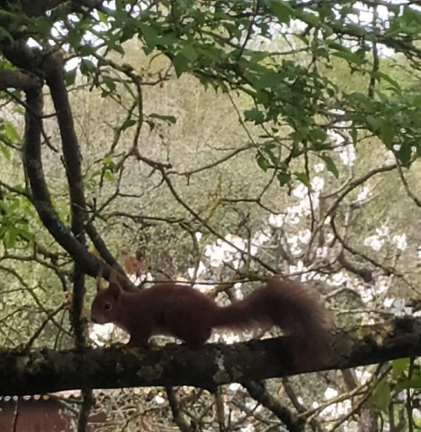 Rotes Eichhörnchen geht eiinen Ast entlang