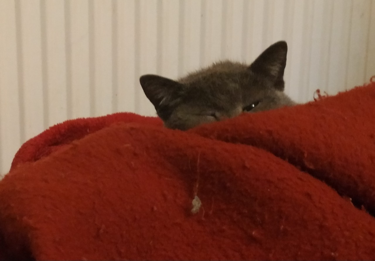 Graue Katzenohren und zwei Augen hinter roter Decke