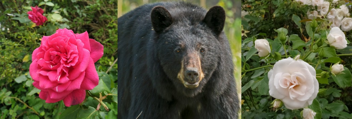 eine rote Rose, ein schwarzer Bär, eine weiße Rose