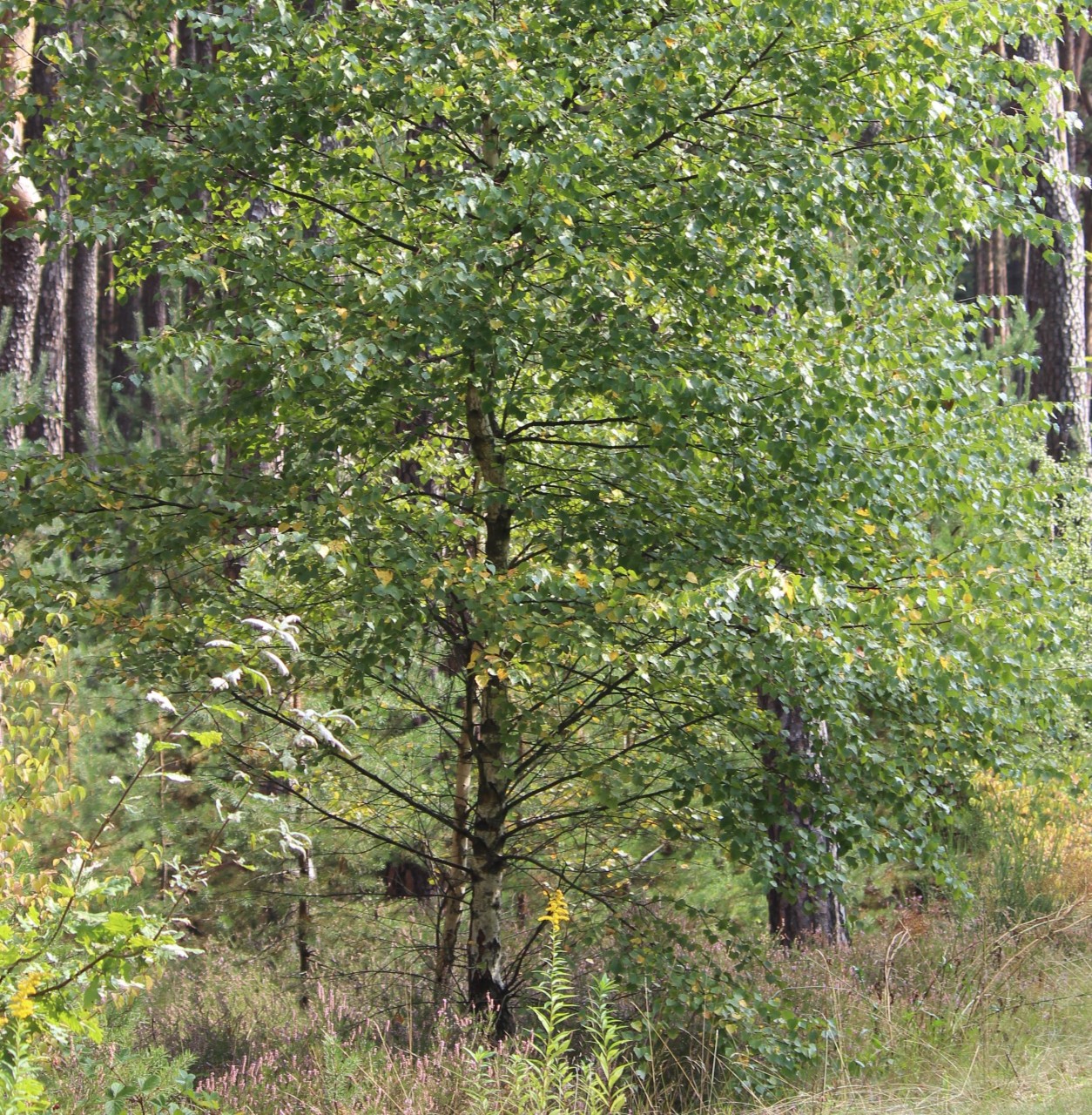 Birke mit grünen Blättern und gut sichtbarem schwarz-weißen Stamm
