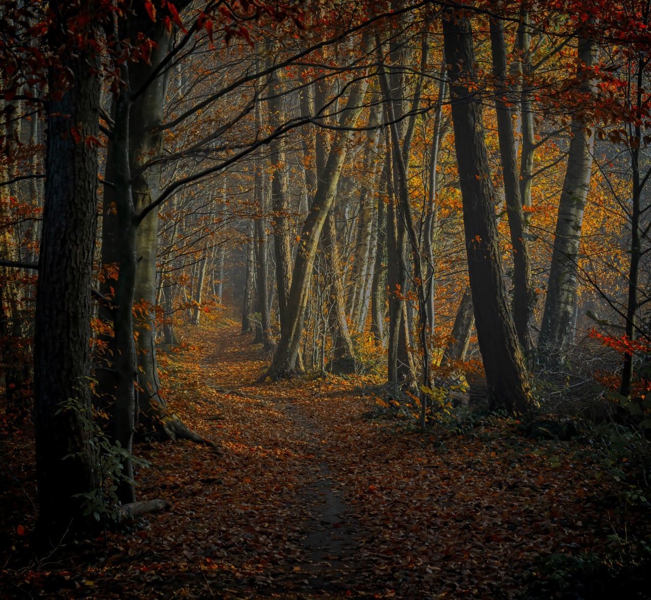 Ein brauner Waldweg im Herbst mit kleinen, bunten Blättern