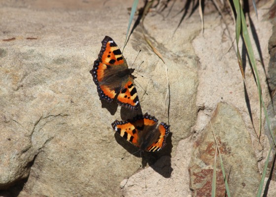 Zwei orangefarbene Schmetterlinge auf einem Felsen