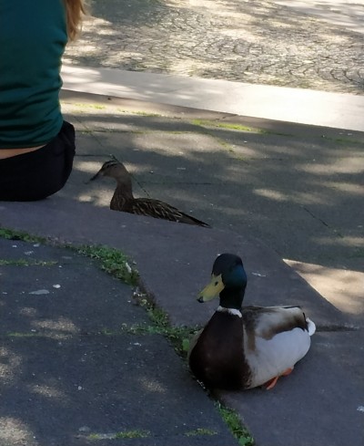 Zwei Enten auf den Stufen vor der Kunstgallerie