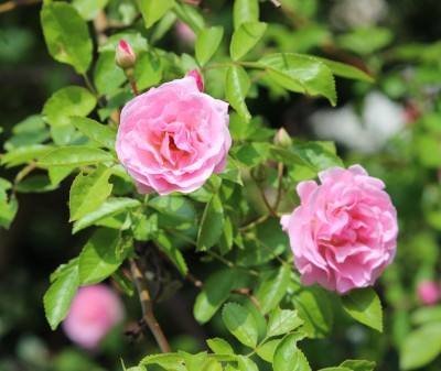 Grantapfel-Vorschaubild Drei gefüllte rosa Rosen an einem Zweig