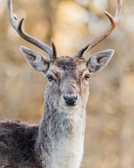 Hirsch frontal vom Hals aufwärts