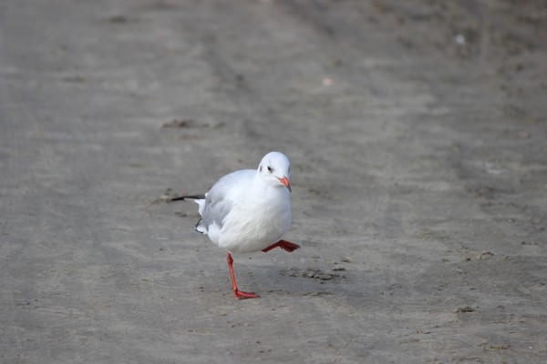 Eine Möwe steht frontal zum Betrachter auf einem Bein auf einem grauen Sandstrand