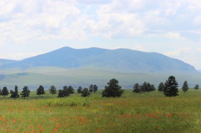 Wie-gemalt-klein Eine weite, offene Landschaft mit einer grünen Wiese mit orangefarbenen Tupfen, einer lockeren Kiefernreihe, im Hintergrund ein blauer Gebirgszug und weiße Wölkchen am blauen Himmel