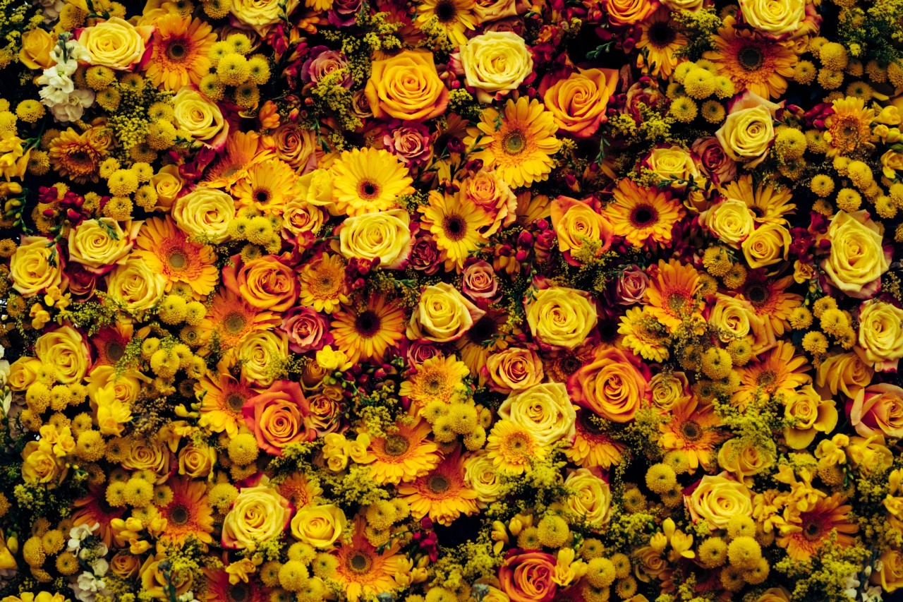Einblütenteppich aus Sommerblumen in geld und orange