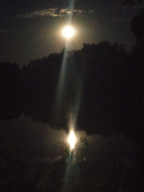 Es ist dunkel und der Mond und der Wald spiegeln sich im Weiher