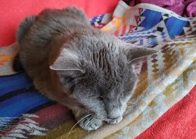 Grau getigerte Katze liegt ausgestreckt auf dem Bauch auf einer bunten Decke auf rotem Untergrund