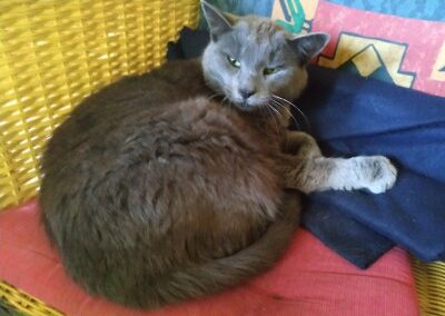 Graue Katze liegt zusammengerollt auf einem blauen Stoff auf einem gelben Korbstuhl und einem bunten Kissen