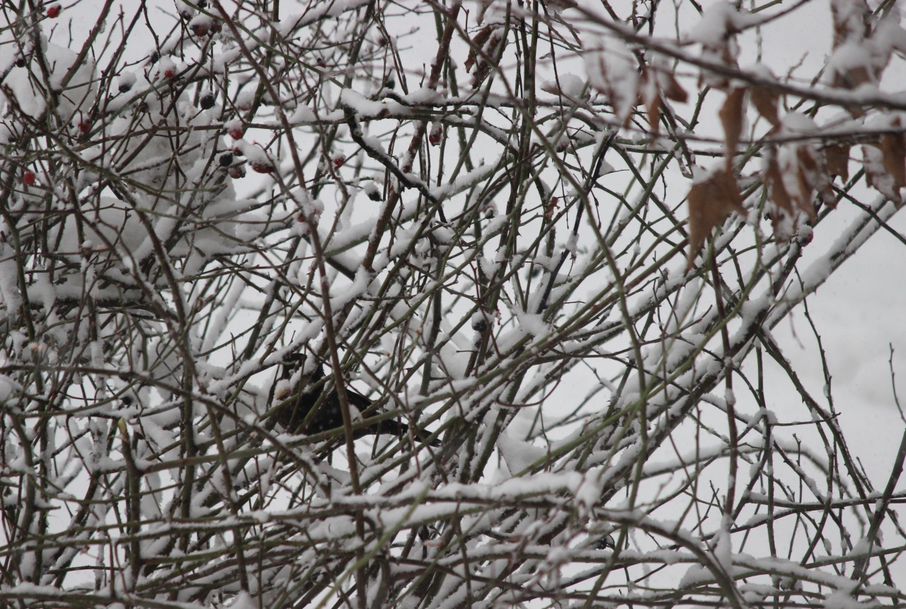 Zwischen den Schnee bedeckten Ästen eines Busches sitzt eine Amsel