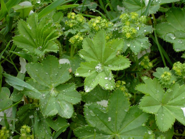 Nahaufnahme von nassen Frauenmantelblättern mit Wassertropfen