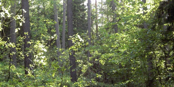 Wald mit hohen Bäumen und dichtem grünen Laub unter diffusem Tageslicht