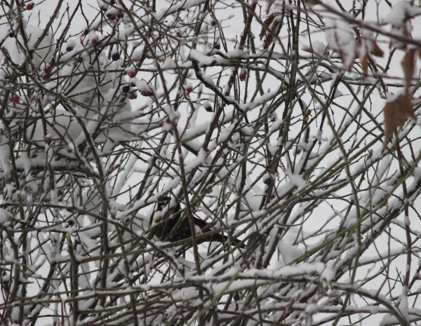 Ein schwarzer Vogel sitzt in einem verschneiten, dichten Geäst mit vielen dünnen Ästen