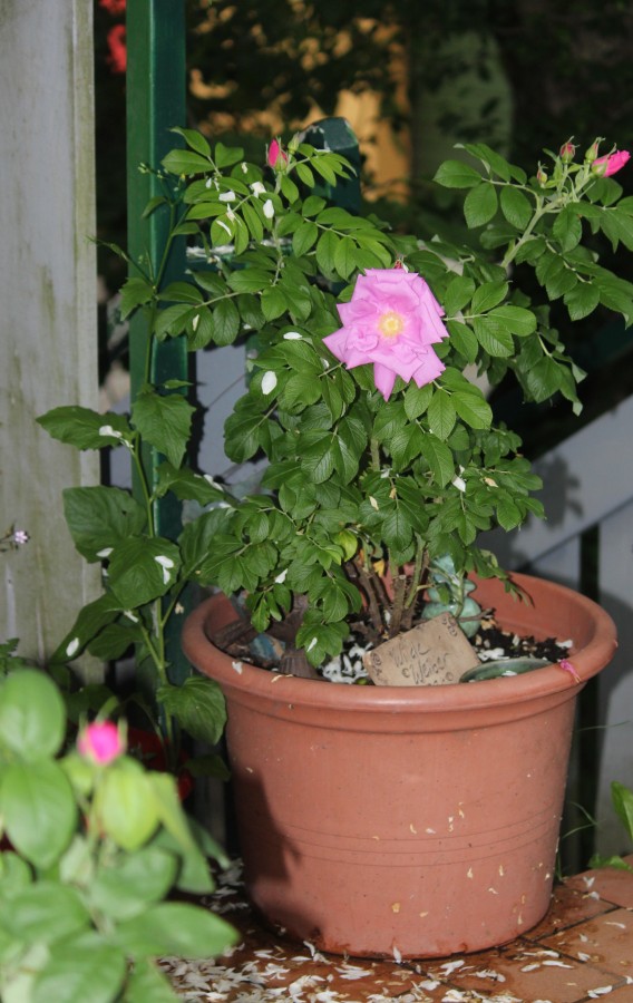 Heckenrose im Topf mit grünem Laub und einer rosa Blüte auf einer Terrasse