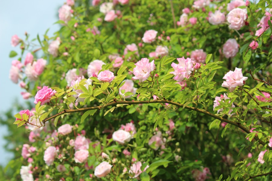 Zweig mit zahlreichen kleinen rosa Rosenblüten und grünen Blättern vor blauem Himmel