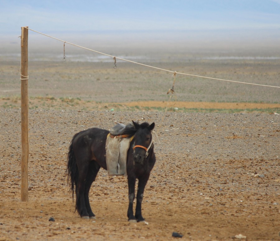 Ein schwarzes Pferd mit Sattel steht auf kargem Boden und ist an einem Pfahl mit einer Schnur angebunden