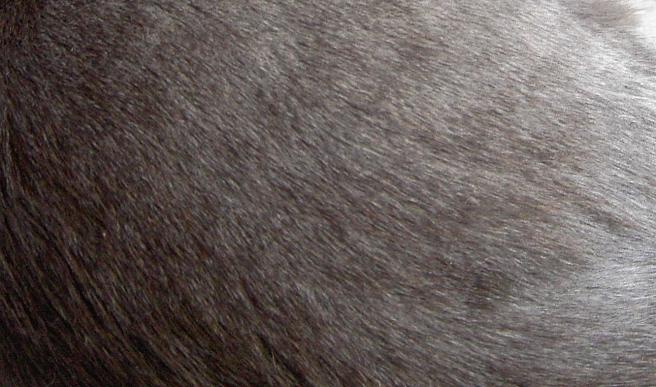 Graues Fell einer Katze
